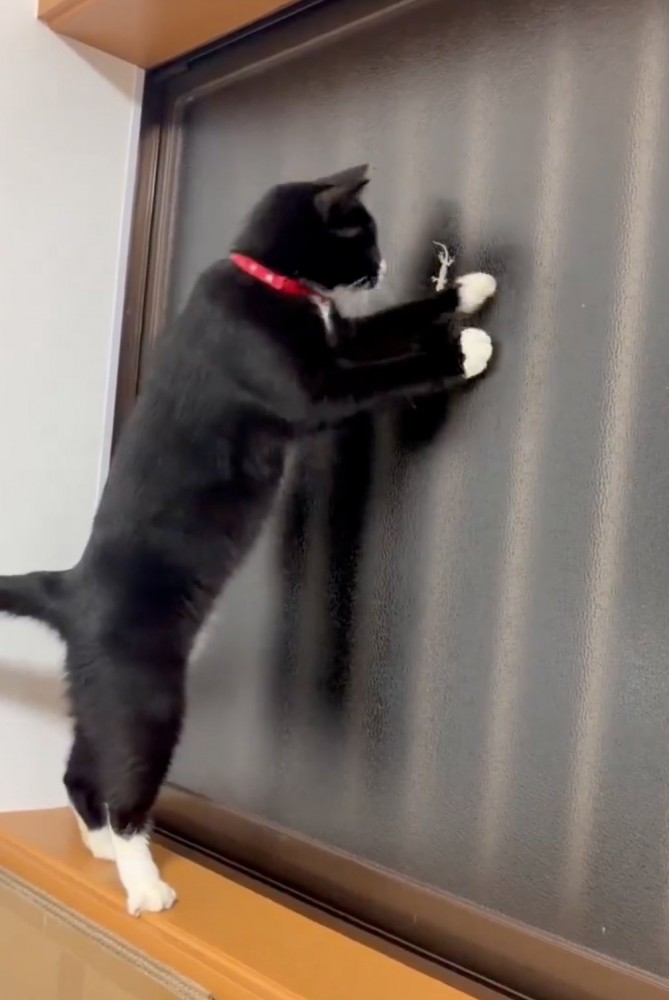 ヤモリに顔を近づける猫