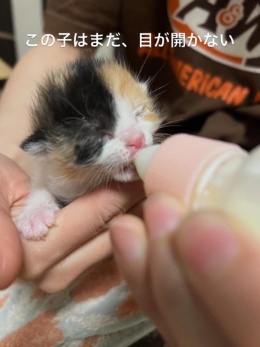 ミルクを飲む子猫