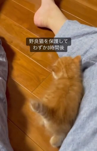 甘える子猫