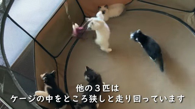 おもちゃで遊ぶ保護子猫