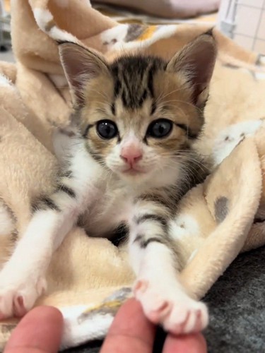 毛布に包まる子猫