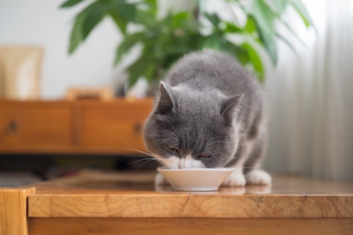 小皿から食べ物を食べている猫