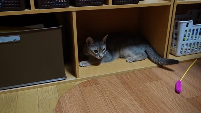 収納家具の棚にいる猫