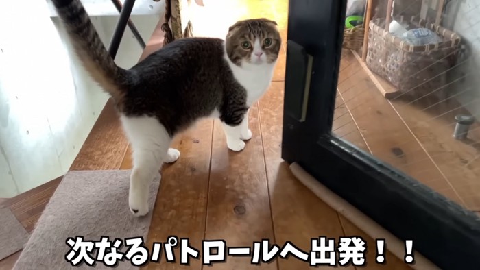 振り向く猫