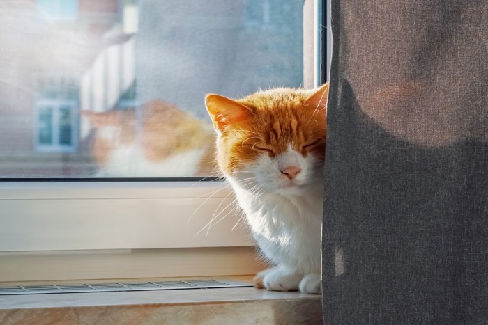 こっそり顔を出す猫