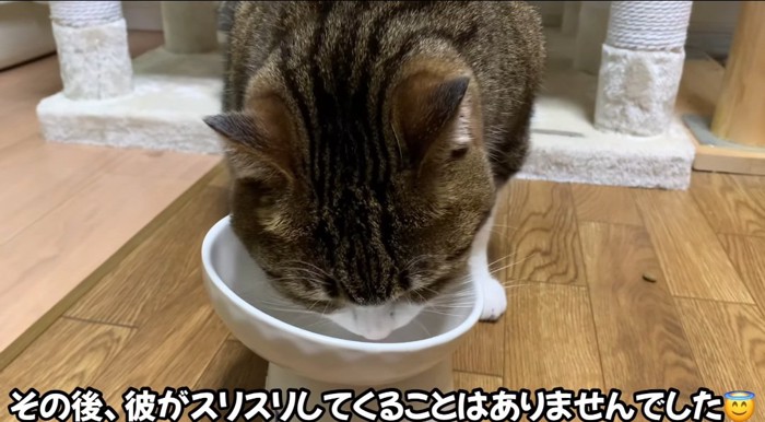 ご飯を食べる猫