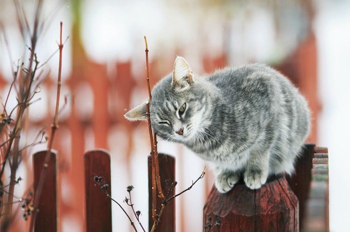 小枝に頭をこすりつける猫