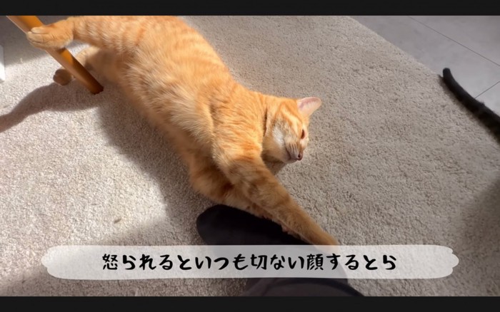 寂しげな猫