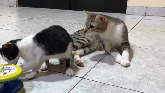 遊んでいる子猫と後ろにいる成猫