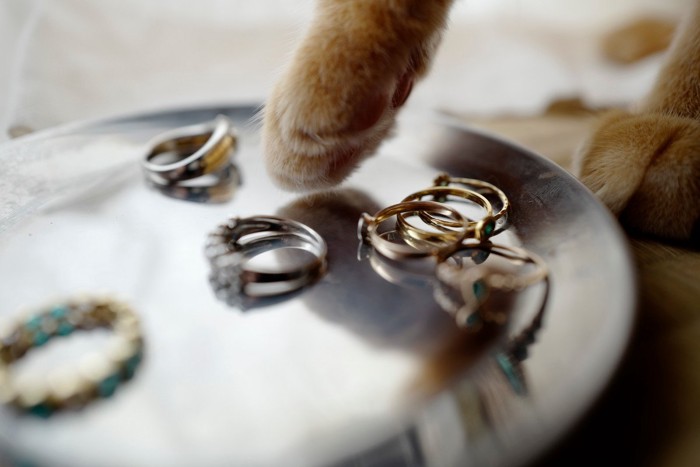 トレイに乗せたアクセサリーを触る猫