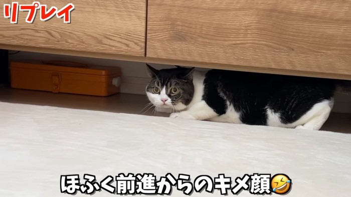 家具の下にいる猫