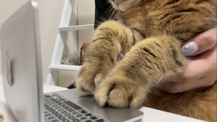 前足のアップ