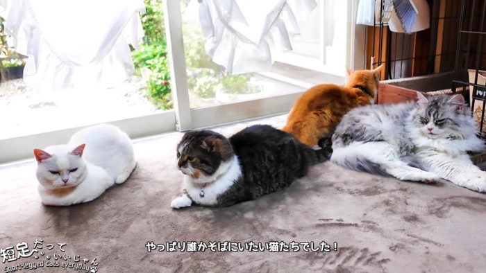 4匹の猫