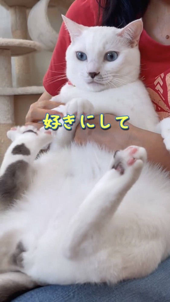 抱っこされる猫