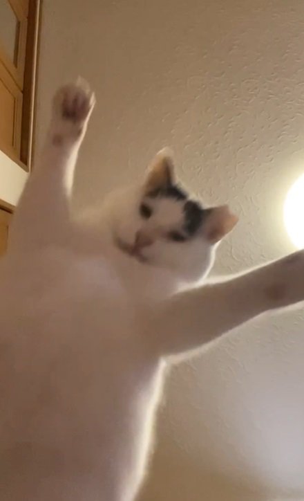 下から映した跳ぶ猫2%%