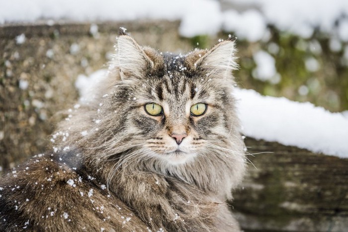 ちらつく雪とノルウェージャンフォレストキャット