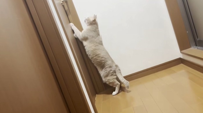 ドアをひっかいている猫