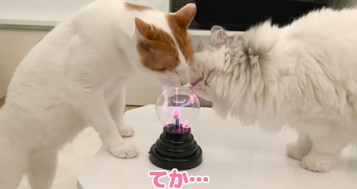 ボールを舐める猫