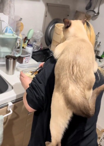 さらに上ろうとする猫