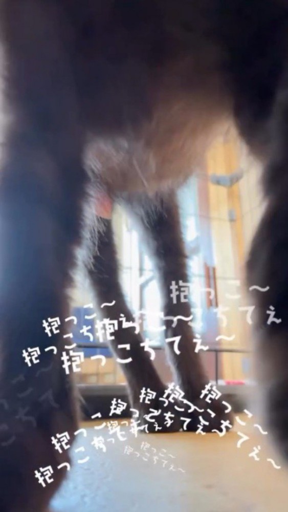 カメラに近づきすぎて、カメラから顔が見切れている黒猫の子猫