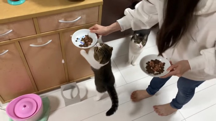 ごはんをもらう猫たち