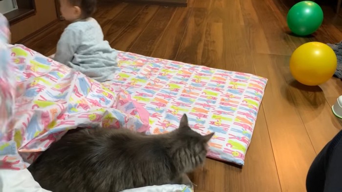 シーツのついていない布団に乗る猫