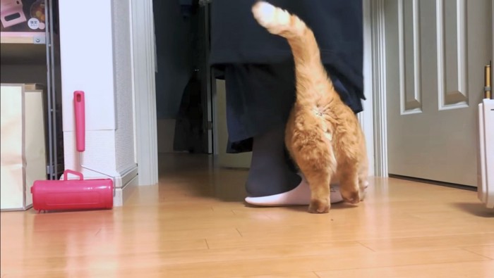 ママの足元にくっつき猫