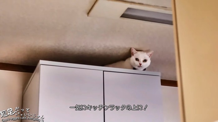 棚の上にいるねこ