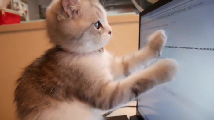 パソコン画面を両前足で興味深そうに触る子猫