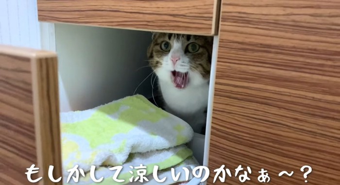 あくびをする猫