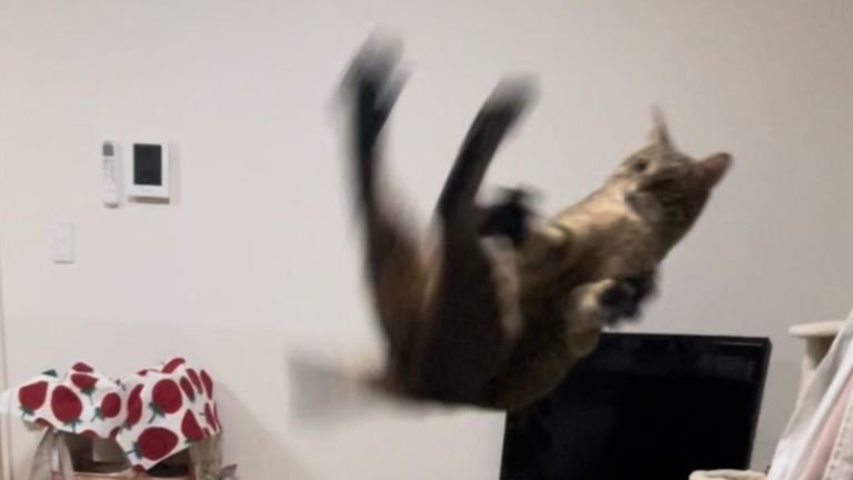 空中にいる猫