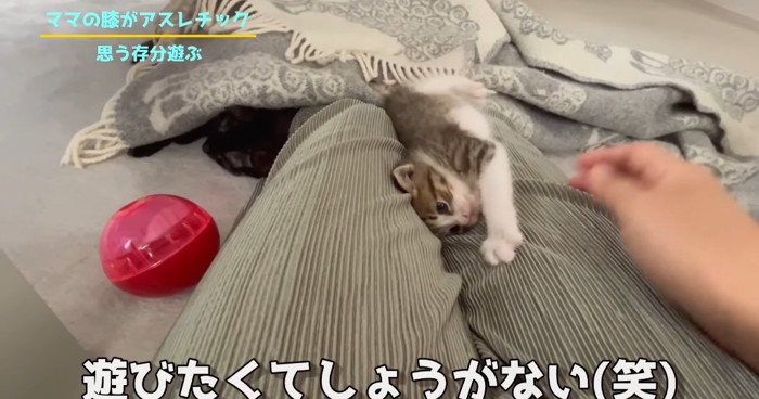 膝の上の猫