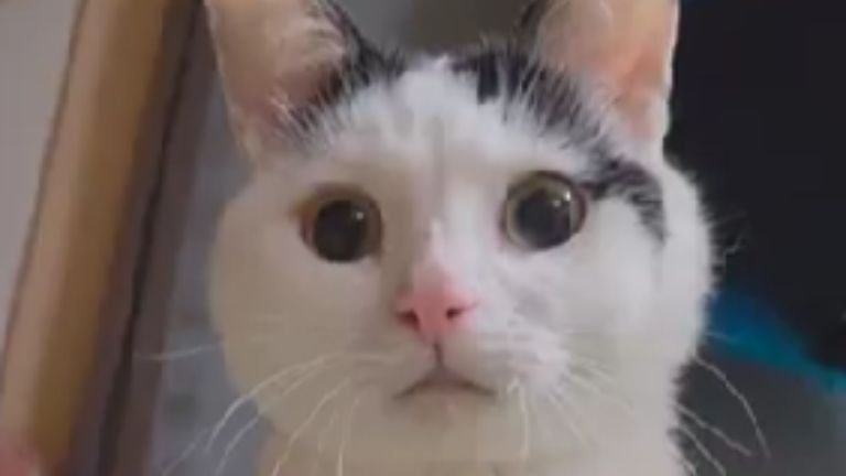 室内にいる猫