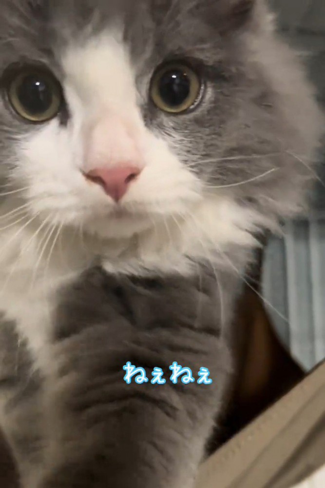 カメラ目線の猫