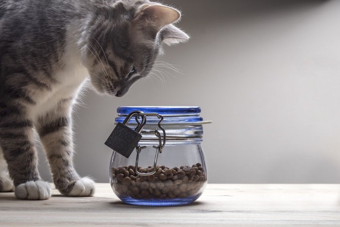 鍵のかかった入れ物を見つめる猫