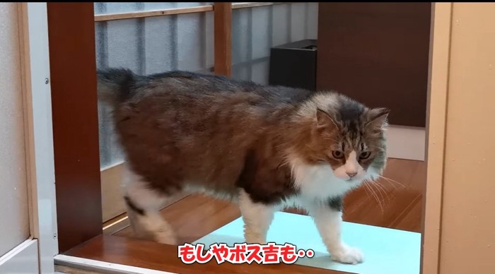 お風呂場にきた猫