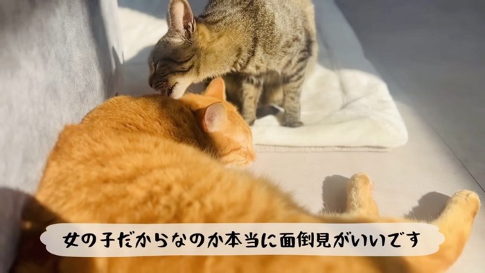 茶トラ猫をグルーミングするキジトラ猫