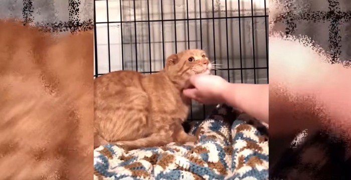 あごを撫でられる猫