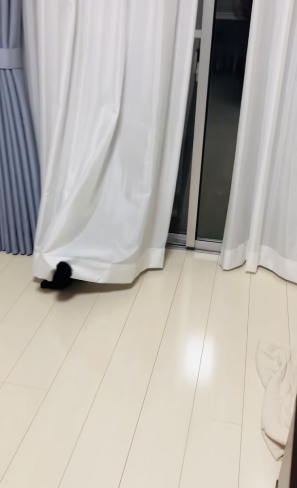 カーテンの下から尻尾が出ている黒猫