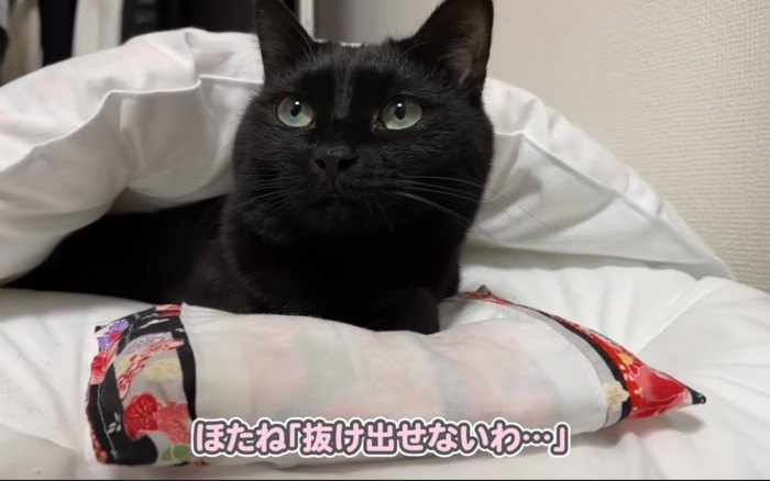 収まる猫