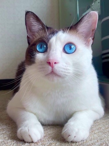 見上げる猫