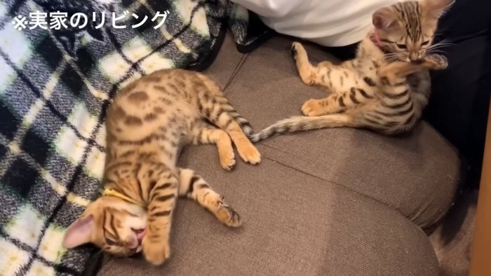 毛づくろいする2匹の子猫