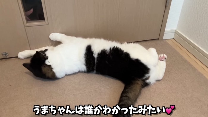 寝転がる猫