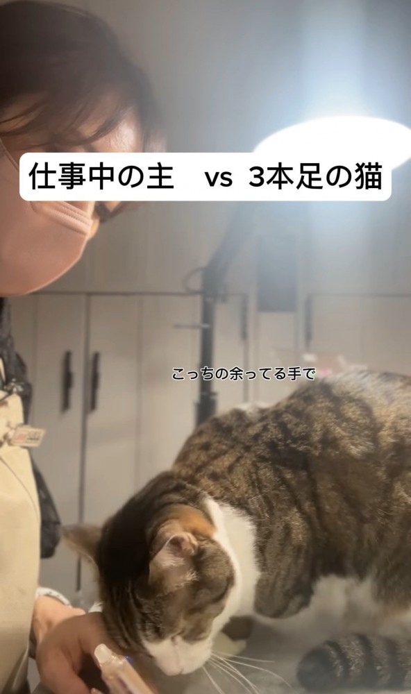 人の左手に顔を近づける猫