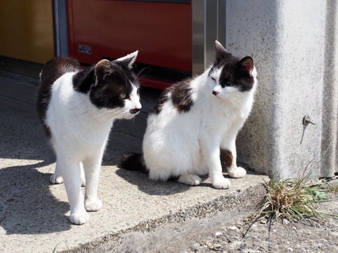 観察する猫