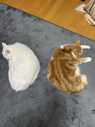 背中を向け合って寝る猫