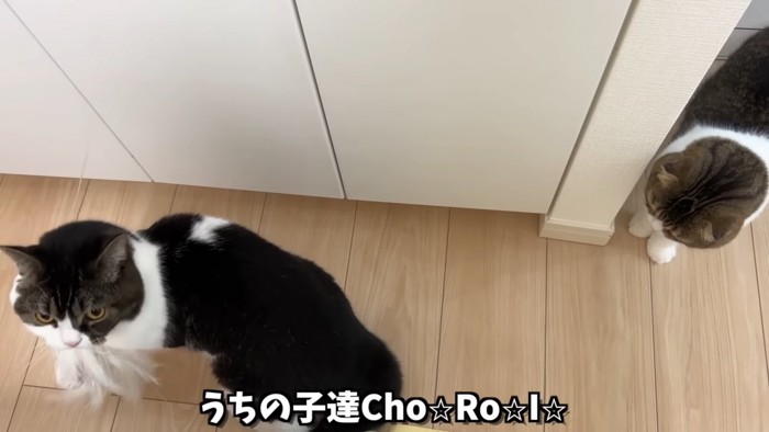 上からみた2匹の猫