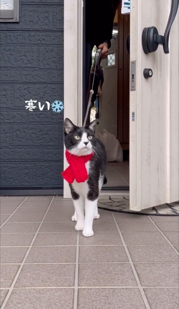 ドアから外へ出る猫2