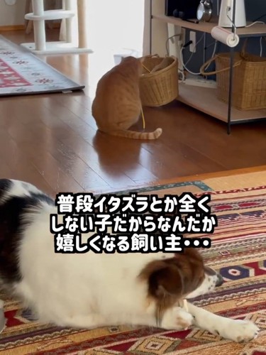 猫じゃらしで遊ぶ猫の後ろ姿