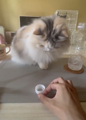 ペットボトルの蓋を弾こうとする飼い主さんの手